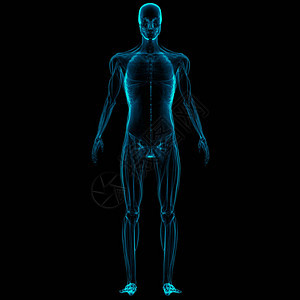 人体肌肉系统解剖3D图片