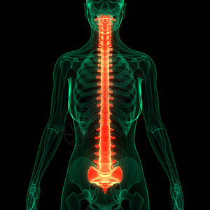 人体骨骼系统解剖学的脊髓柱3D图片