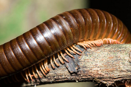 鞋.腿木头腿在树枝上马脚有片段每背景