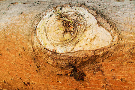 木原丛林中砍树的特图片