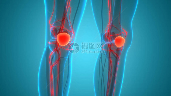 人类骨骼系统PatellaBone图片