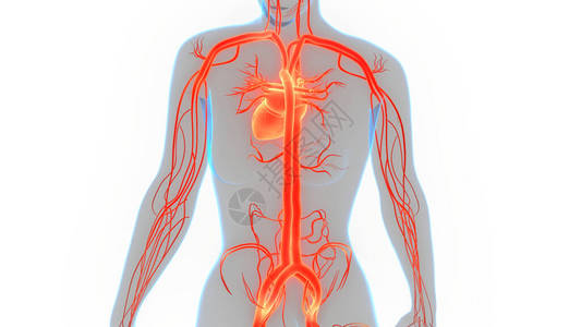 人体循环系统心脏解剖3D图片