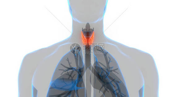 甲状腺肌体解剖术的人体基因层图片