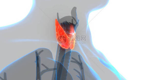 甲状腺肌体解剖术的人体基因层图片