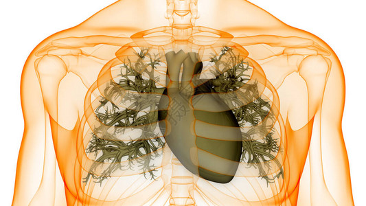 人体循环系统心脏解剖3D图片