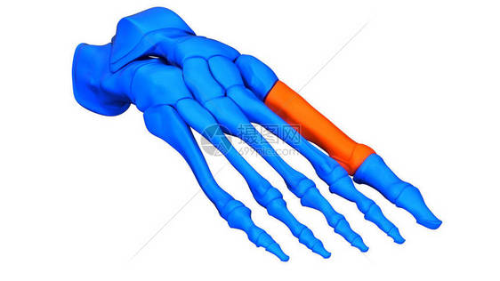 人体骨骼系统脚骨联合体代图片