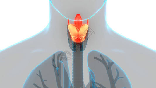 甲状腺肌体解剖术的人体基因层图片
