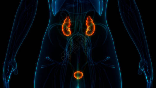 Bladder解剖术女内脏系统肾图片