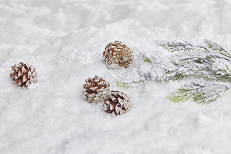 雪地上的松果松树背景冬日静物图片