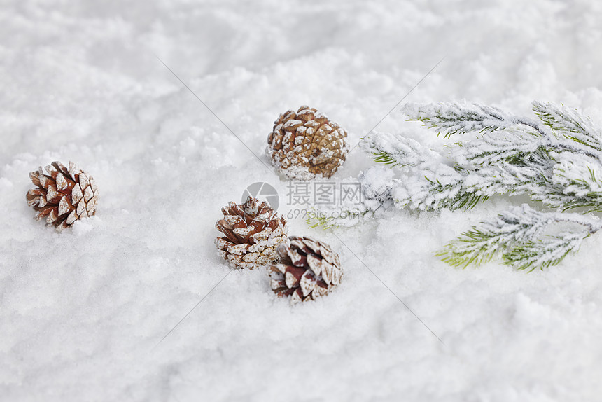 雪地上的松果松树背景冬日静物图片