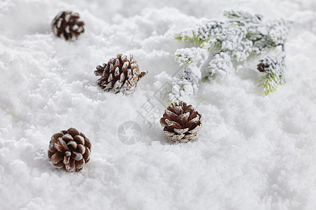 雪地背景松果冬日静物图片