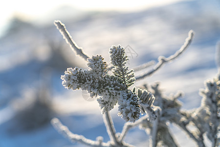 冬季秦岭雾凇冰雪覆盖的植物背景图片