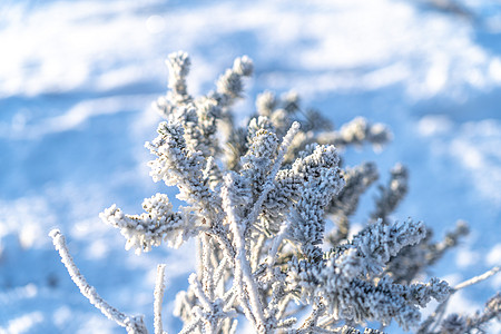 冬季植物冬季秦岭雾凇冰雪覆盖的植物背景