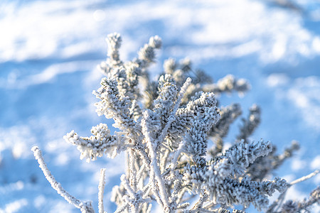 冬季秦岭雾凇冰雪覆盖的植物图片