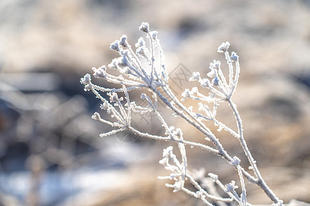 冬季秦岭雾凇冰雪覆盖的植物背景图片