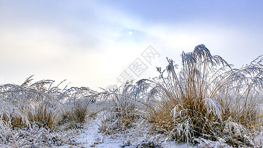 内蒙古冬季蓝天蒿草芦苇雪景图片