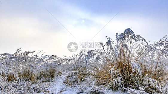 内蒙古冬季蓝天蒿草芦苇雪景图片