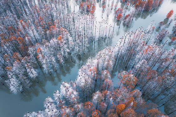 冬天的池杉树图片