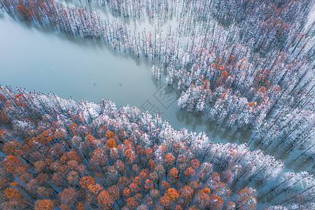 冬天的池杉树图片