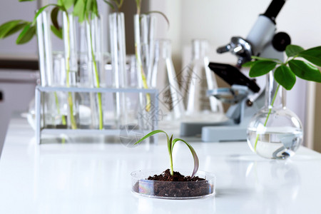 生物实验室绿色植物与科学设备图片