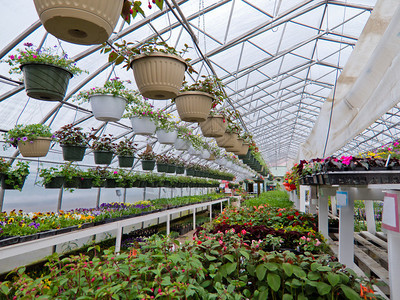 种植在商业塑料箔覆盖的园艺温室中的观赏花卉图片