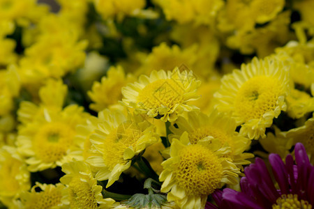 黄色花朵Chrysanthoum德图片