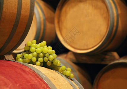 酒窖中的酒桶与葡萄一起排列图片