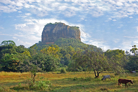 亚拉公园斯里兰卡大象图状的山岳图片
