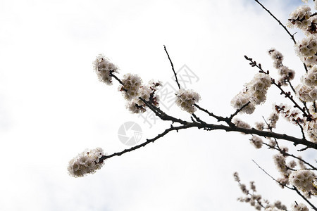 背景天空上的杏花图片