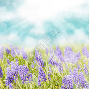 蓝色hyacinth域照片图片