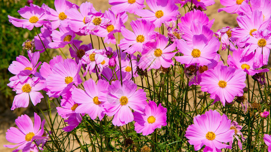 花朵粉色花朵花园图片