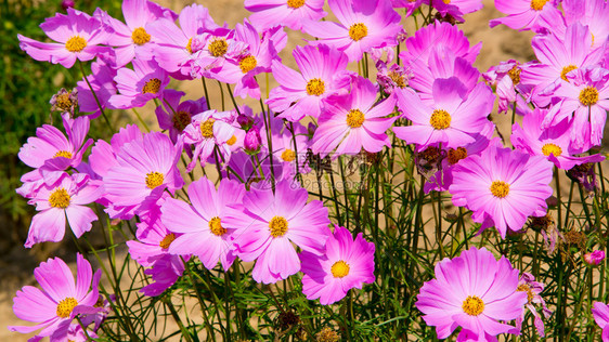 花朵粉色花朵花园图片