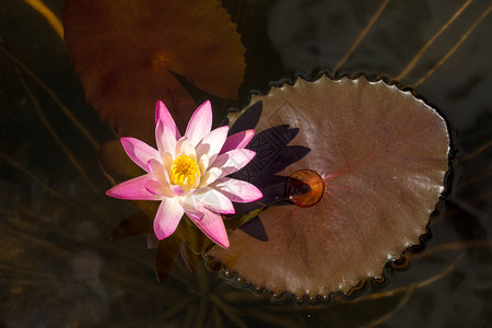 粉色水花图片