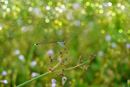 野草和蜻蜓图片