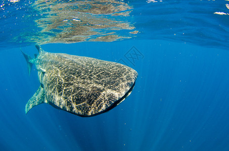鲸鲨鱼rhincod图片