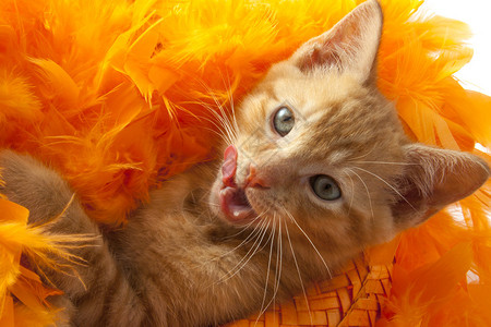 世界杯红小猫穿着橙色帽子欢呼背景