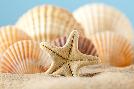 沙子上的海星和贝壳图片