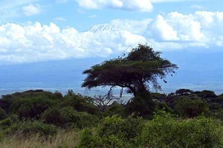 肯尼亚非洲热带草原图片