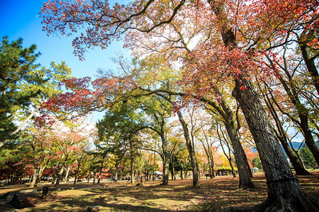 纳拉在日本那拉公园自由漫游用于ad图片