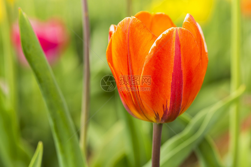 夏天的橘色橙郁金香花芽带5D高清图片下载-正版图片507533367-摄图网