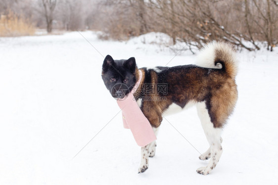 秋田犬在冬天用围巾繁殖图片