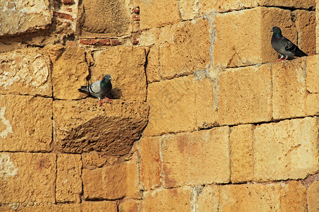 凯撒利亚海里蒂马公园城墙遗址上的鸽子图片