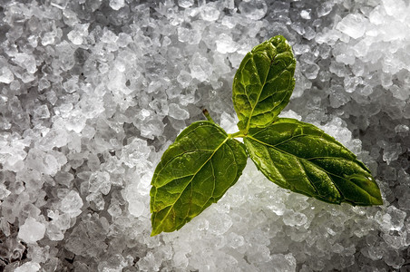 海水盐石油精料和薄荷的西班图片