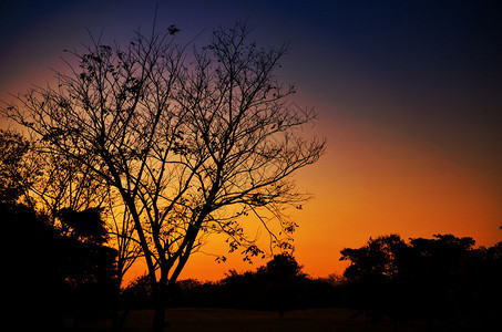 暮光中的树剪影图片