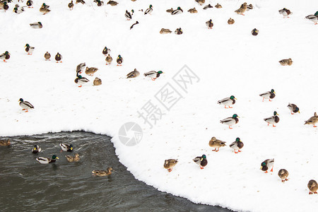 冬天河上的鸭群背景图片