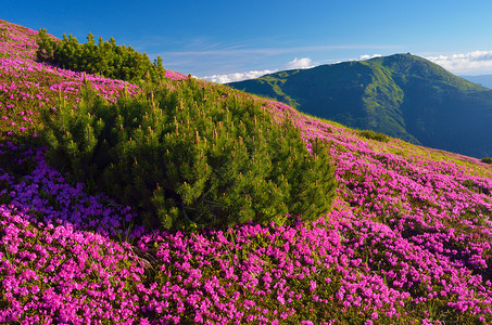 阳光明日夏季风景和花朵图片