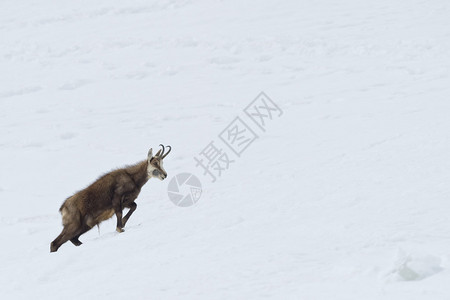 雪背景中的羚羊鹿肖像图片