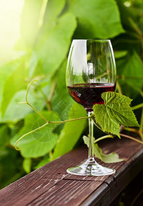 与红酒的玻璃在葡萄园里图片