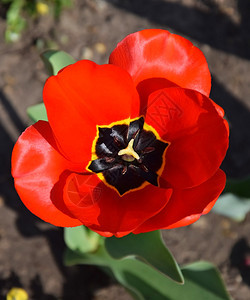 花园里的郁金香花图片