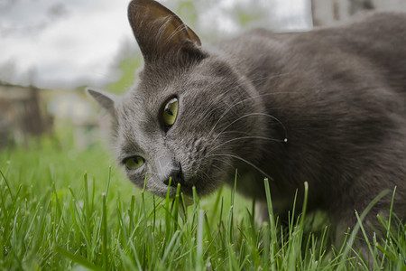 野猫和绿草图片